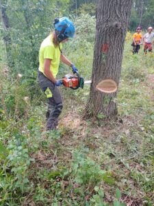 A person cutting down a tree from the trunk