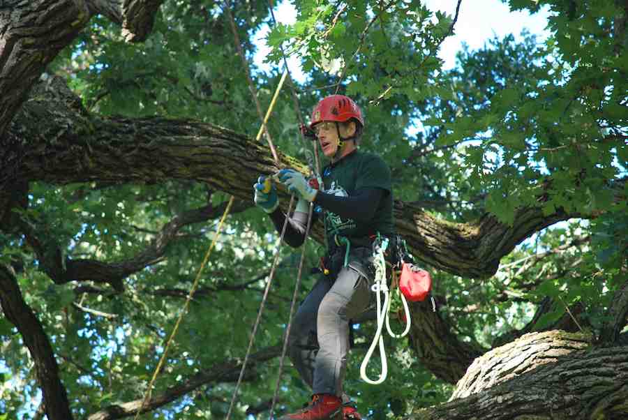 Illinois Tree Climbing Championship - Illinois Arborist Association