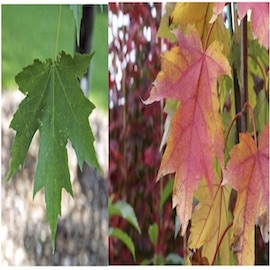 A comparison of a green and red leaf