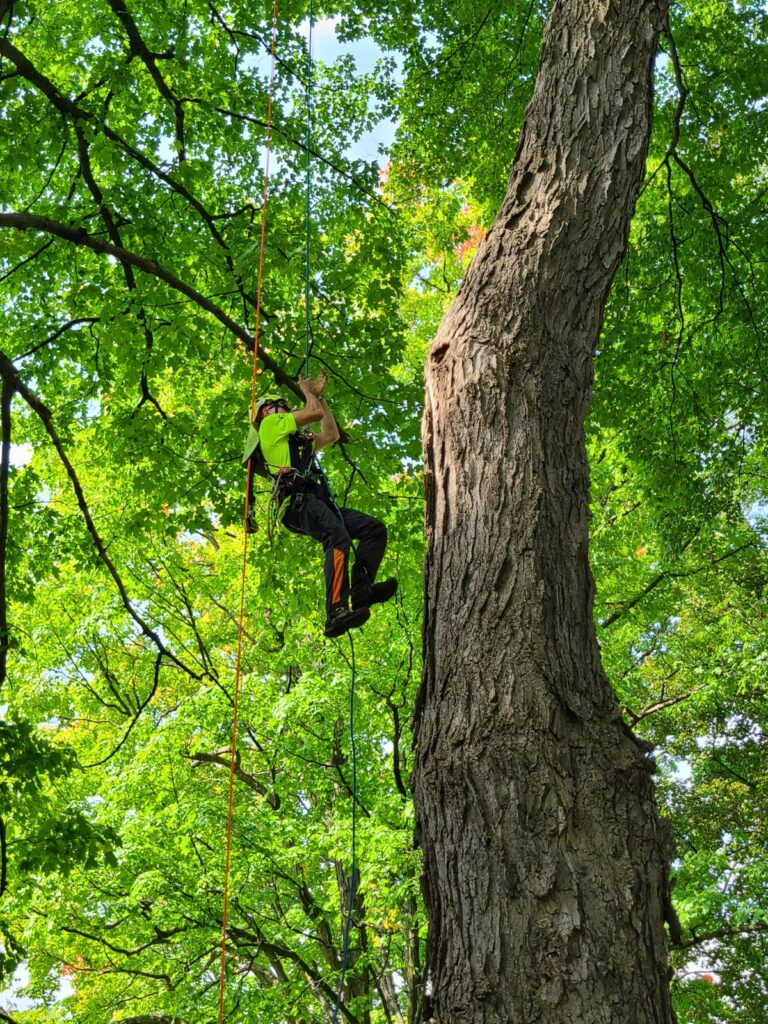 A man going down a tree with a harness