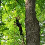 An arborist going down a tree