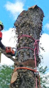 Advanced Training: Tree Worker Domain - Rigging Level 1 - Illinois